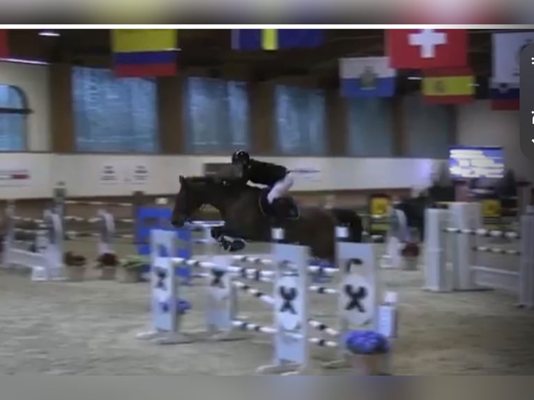 Selle Français Hongre 12 Ans 174 cm Bai in gattinara