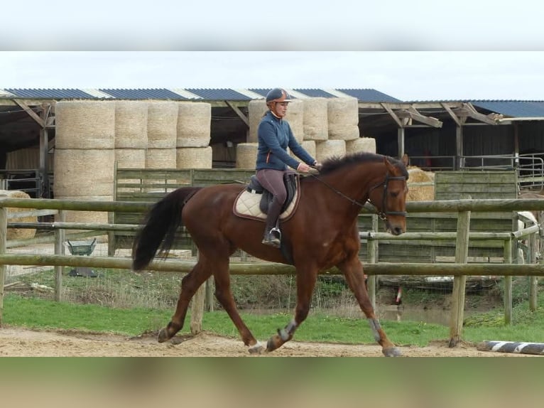 Selle Français Hongre 12 Ans Bai in GROTE-BROGEL