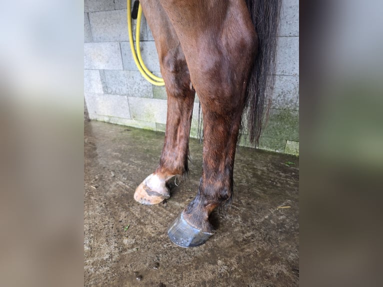 Selle Français Hongre 12 Ans Bai in GROTE-BROGEL