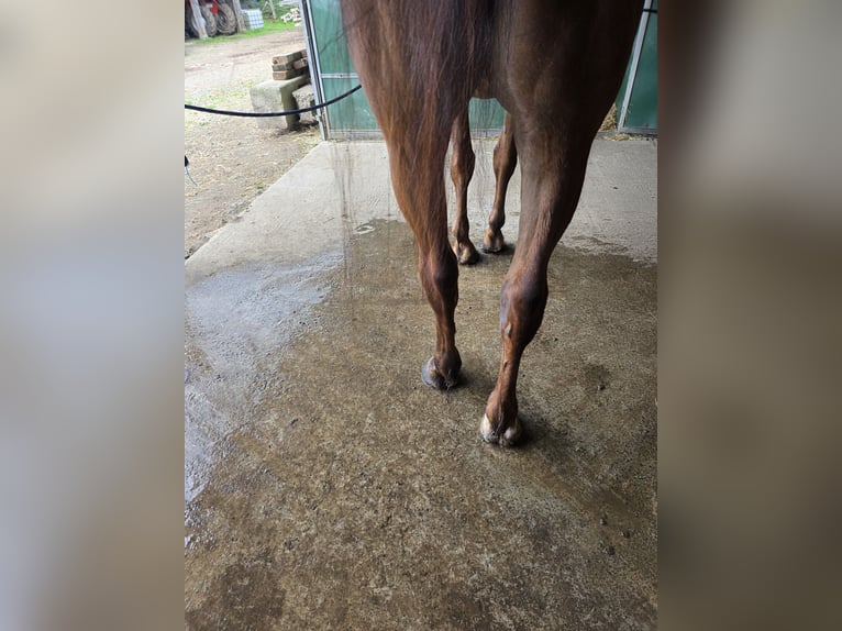 Selle Français Hongre 12 Ans Bai in GROTE-BROGEL