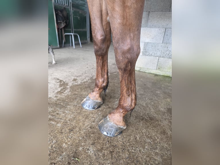 Selle Français Hongre 12 Ans Bai in GROTE-BROGEL