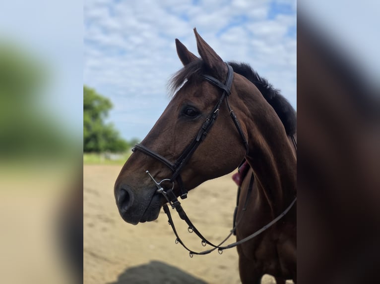 Selle Français Hongre 12 Ans Bai in GROTE-BROGEL
