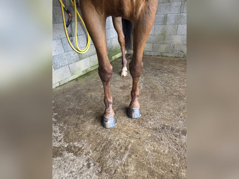Selle Français Hongre 12 Ans Bai in GROTE-BROGEL