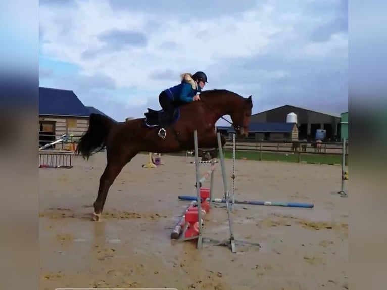 Selle Français Hongre 12 Ans Bai in GROTE-BROGEL