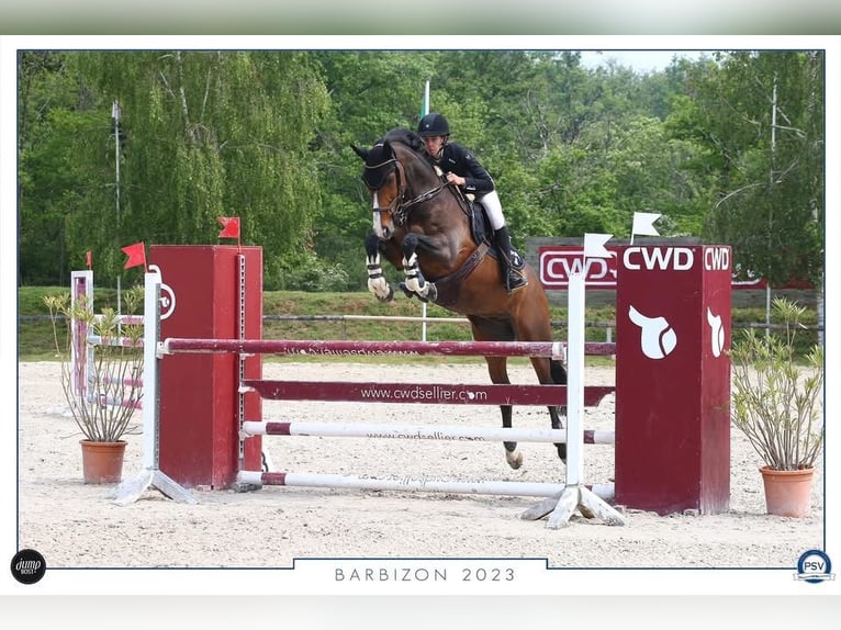 Selle Français Hongre 13 Ans 160 cm Bai in Bocholt