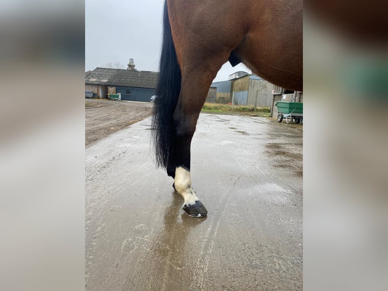 Selle Français Hongre 13 Ans 160 cm Bai in Bocholt