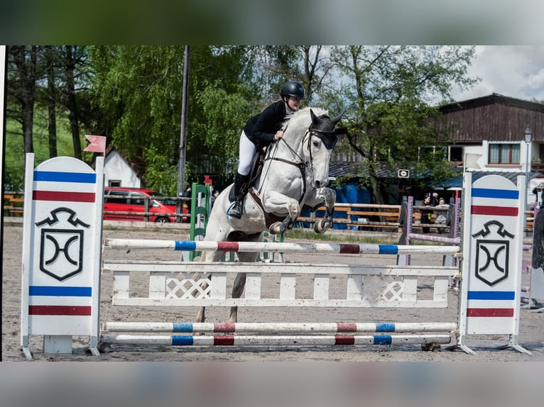 Selle Français Hongre 13 Ans 162 cm Gris in Pfaffenhoffen