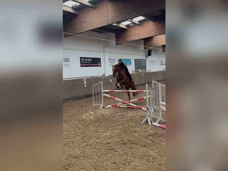 Selle Français Croisé Hongre 13 Ans 168 cm Alezan in Herborn