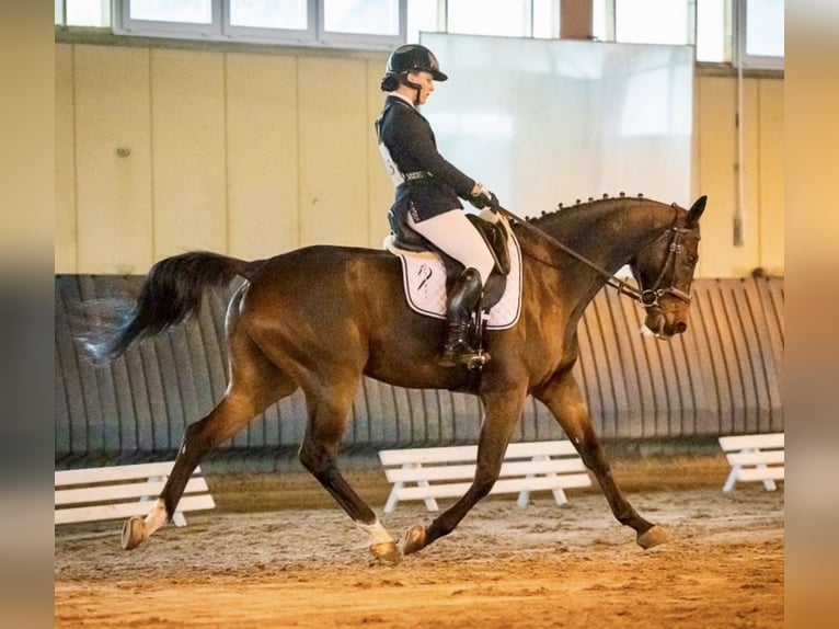 Selle Français Hongre 13 Ans 168 cm Bai brun in Ribaute-les-Tavernes