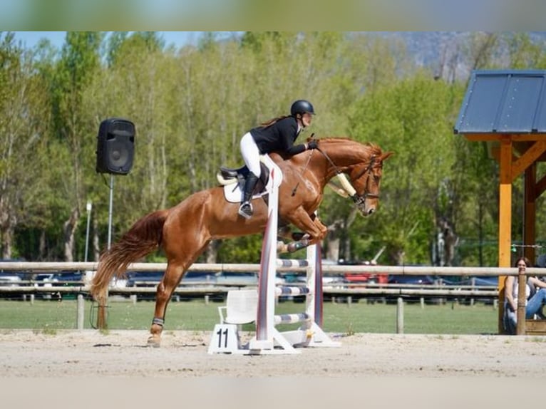 Selle Français Hongre 13 Ans 170 cm Alezan in Viladecans