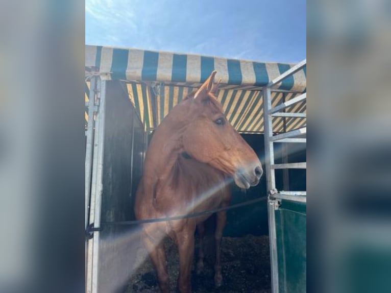 Selle Français Hongre 13 Ans 170 cm Alezan in Viladecans