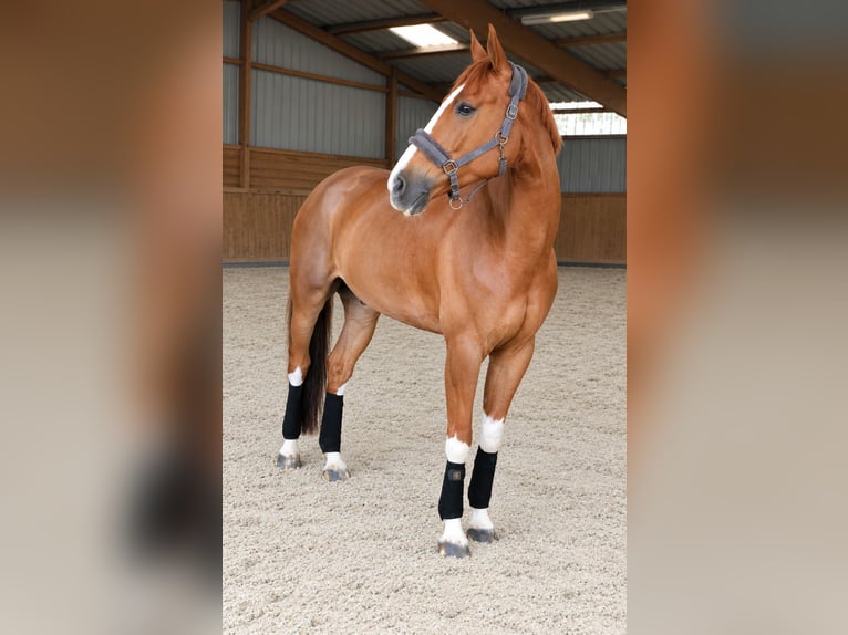 Selle Français Hongre 13 Ans 172 cm Alezan in Montigny-sur-Loing