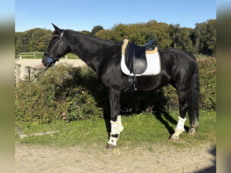 Selle Français Hongre 13 Ans 173 cm Noir in Ronquerolles