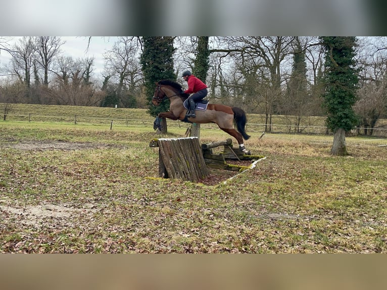 Selle Français Hongre 14 Ans 165 cm Bai in Neuried