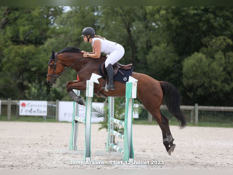 Selle Français Hongre 14 Ans 165 cm Bai in Éloie