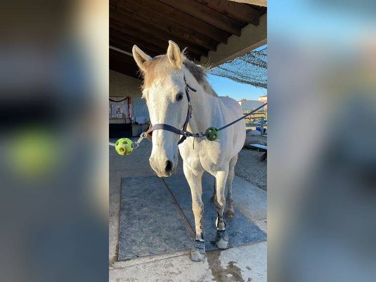 Selle Français Hongre 14 Ans 169 cm Gris in Elne