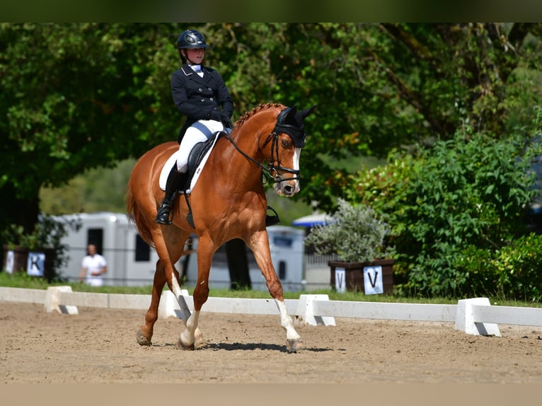 Selle Français Hongre 14 Ans 170 cm Alezan in Clermont-Ferrand