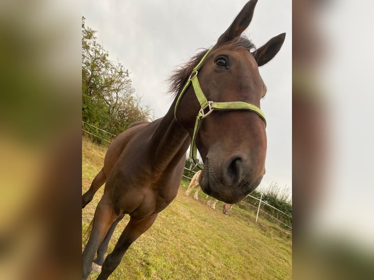 Selle Français Hongre 15 Ans 170 cm Bai brun in Monschau