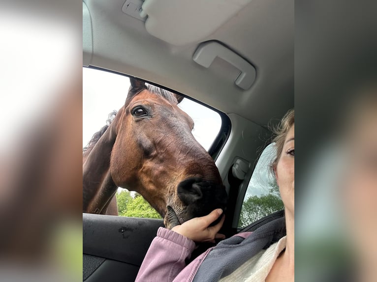 Selle Français Hongre 15 Ans 170 cm Bai brun in Monschau