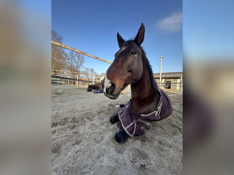 Selle Français Hongre 16 Ans 173 cm Bai brun in Karlsruhe