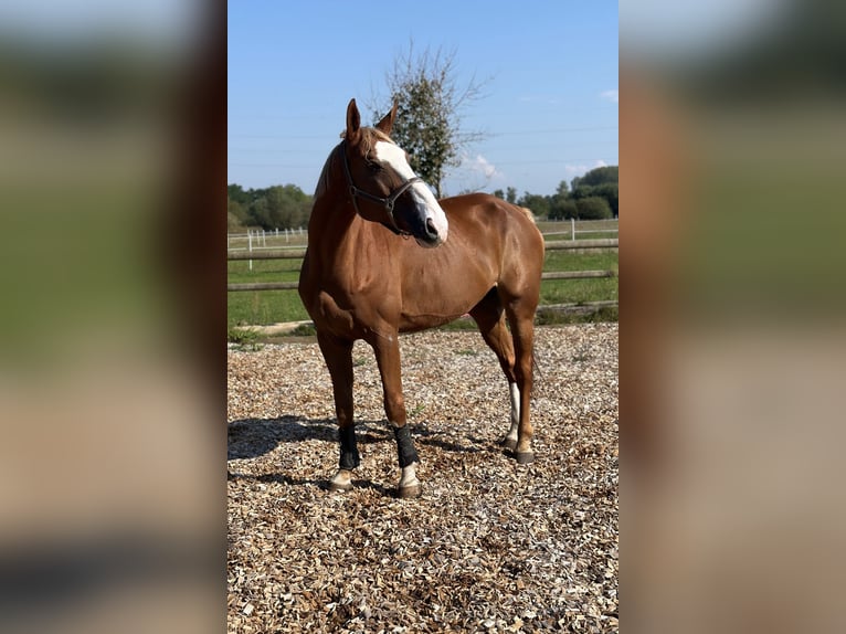 Selle Français Hongre 16 Ans 175 cm in Haguenau