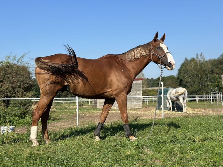 Selle Français Hongre 16 Ans 175 cm in Haguenau