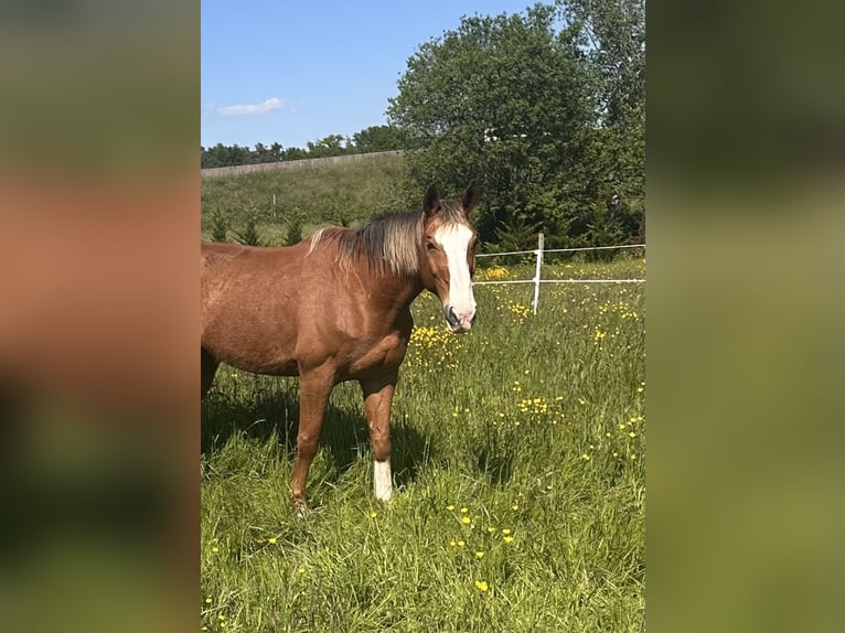 Selle Français Hongre 16 Ans 175 cm in Haguenau