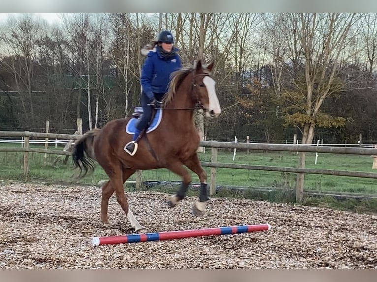 Selle Français Hongre 16 Ans 175 cm in Haguenau