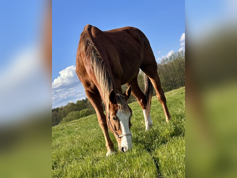 Selle Français Hongre 16 Ans 175 cm in Haguenau