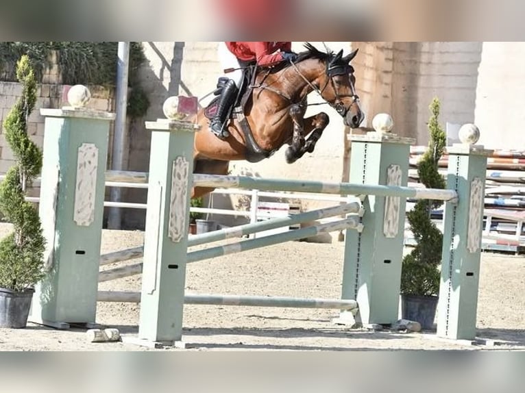 Selle Français Hongre 16 Ans Bai cerise in Palermo