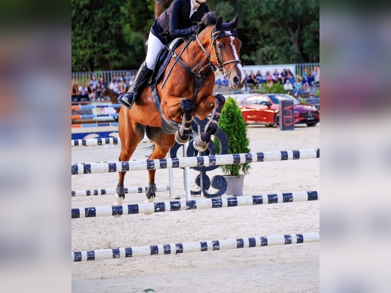 Selle Français Hongre 16 Ans Bai cerise in Palermo