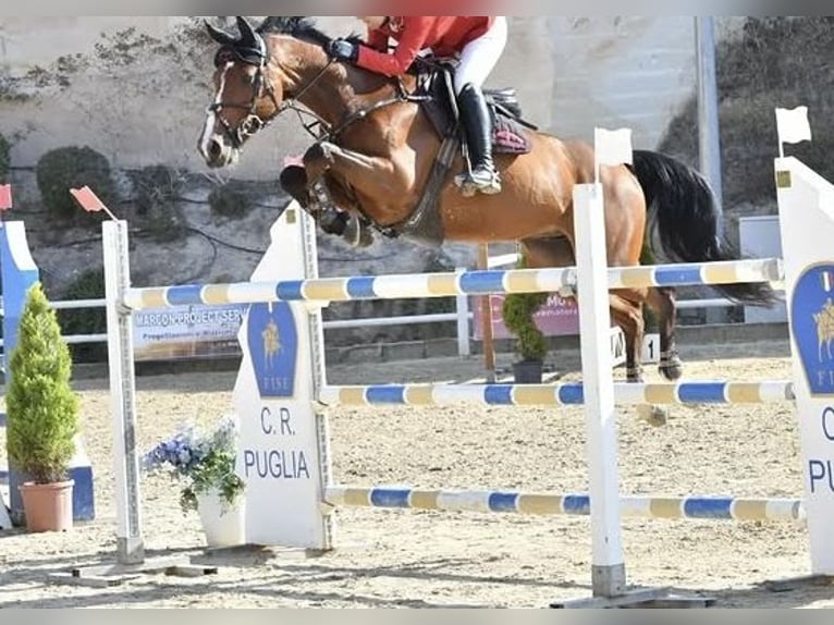 Selle Français Hongre 16 Ans Bai cerise in Palermo