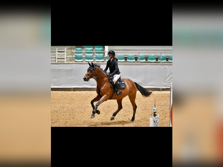 Selle Français Hongre 17 Ans 160 cm Bai in Bayreuth