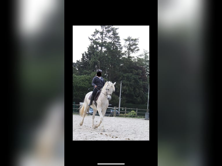 Selle Français Croisé Hongre 18 Ans 167 cm Gris moucheté in Rennes