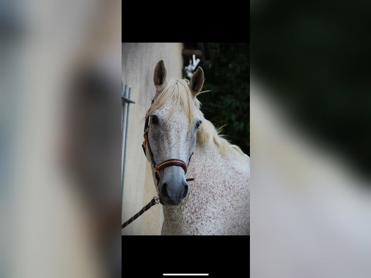 Selle Français Croisé Hongre 18 Ans 167 cm Gris moucheté in Rennes