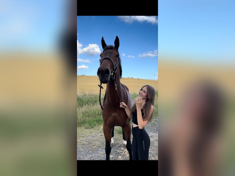 Selle Français Hongre 18 Ans 178 cm Bai in Rockenhausen