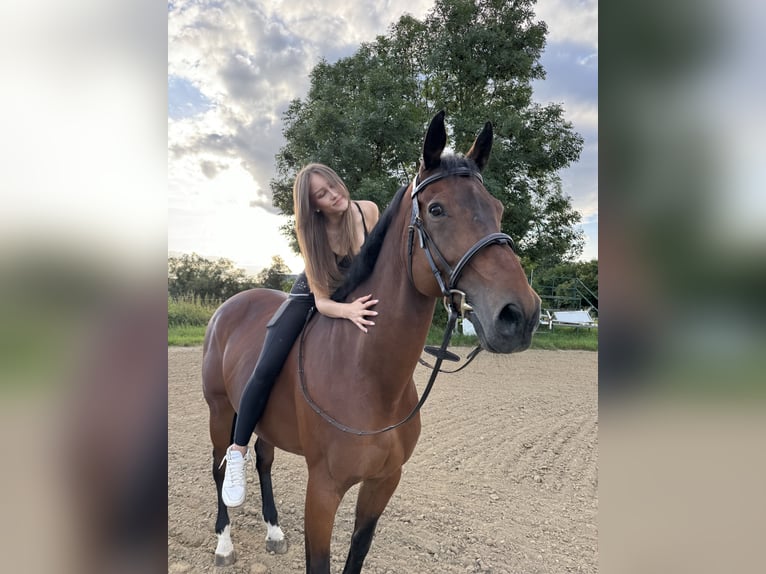 Selle Français Hongre 18 Ans 178 cm Bai in Rockenhausen