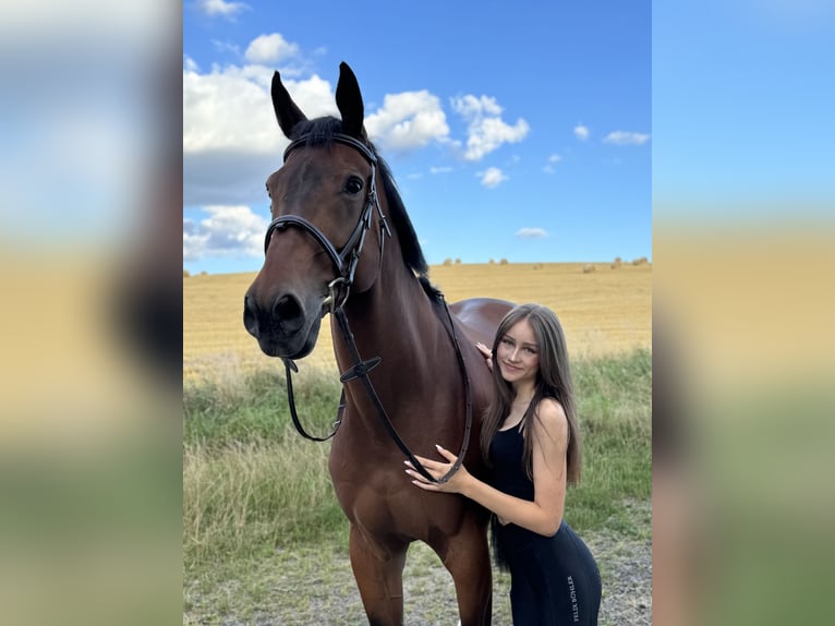 Selle Français Hongre 18 Ans 178 cm Bai in Rockenhausen