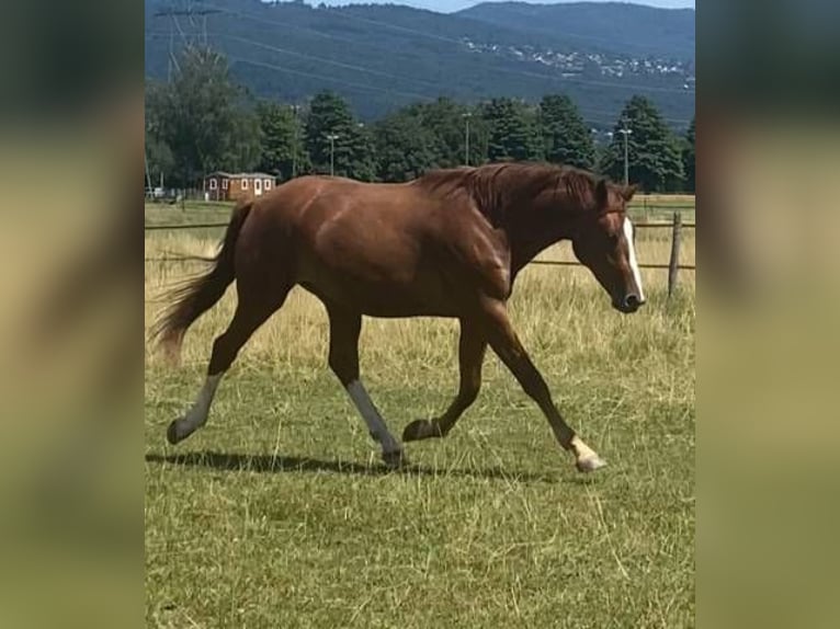 Selle Français Hongre 2 Ans 170 cm Alezan in Signy Avenex