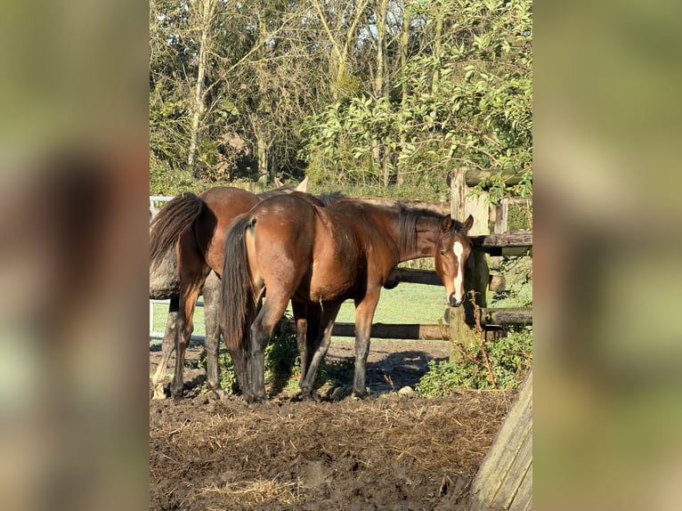 Selle Français Hongre 2 Ans Bai brun foncé in Plouër-sur-Rance