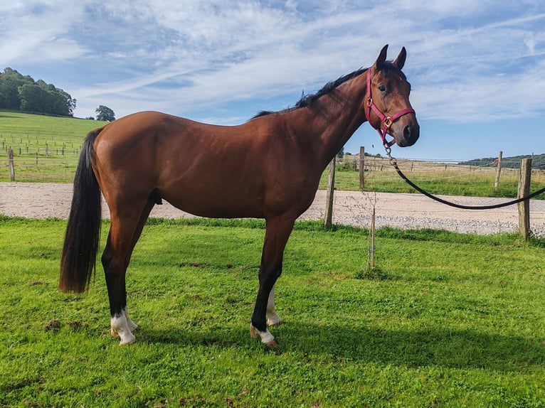 Selle Français Hongre 2 Ans Bai in DAMPIERRE