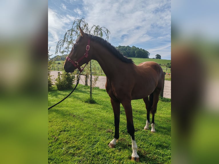 Selle Français Hongre 2 Ans Bai in DAMPIERRE