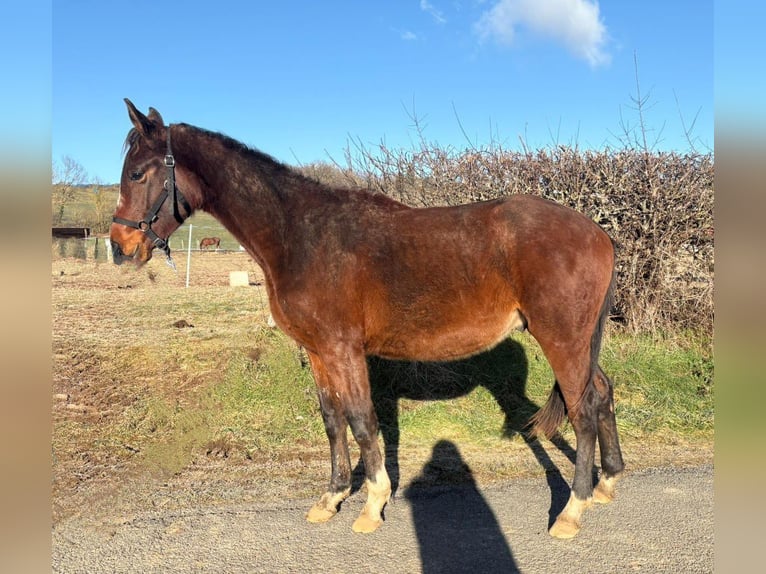 Selle Français Hongre 2 Ans Bai in Vitrac