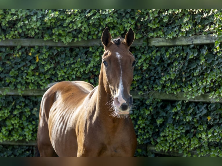 Selle Français Hongre 3 Ans 158 cm Bai in Waddinxveen