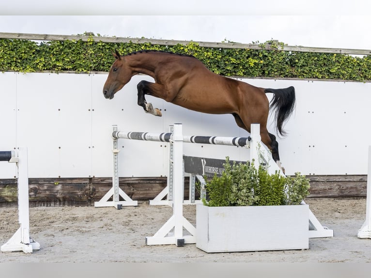 Selle Français Hongre 3 Ans 158 cm Bai in Waddinxveen