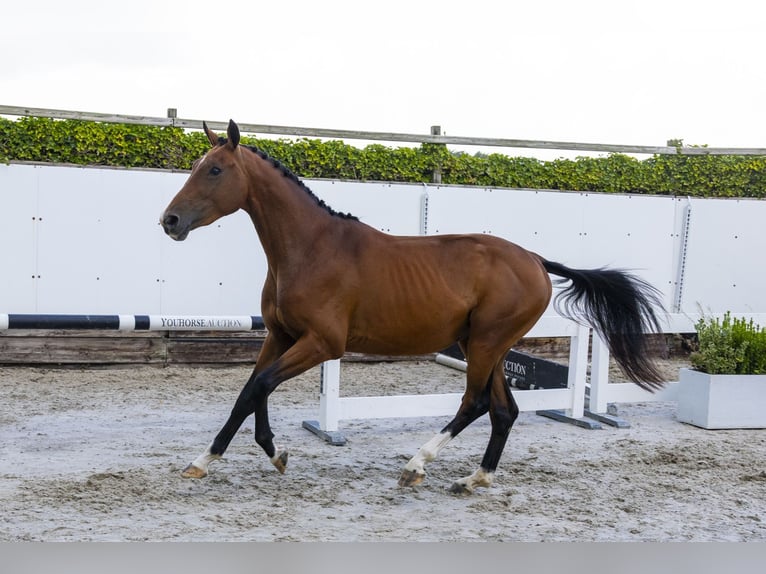 Selle Français Hongre 3 Ans 158 cm Bai in Waddinxveen