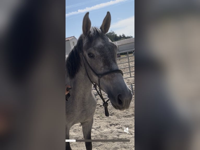 Selle Français Hongre 3 Ans 163 cm Gris in Couiza