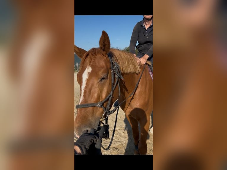 Selle Français Hongre 3 Ans 165 cm Alezan in Couiza