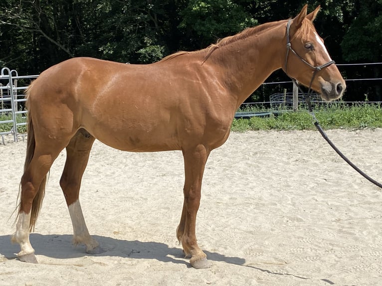 Selle Français Hongre 3 Ans 165 cm Alezan in Couiza