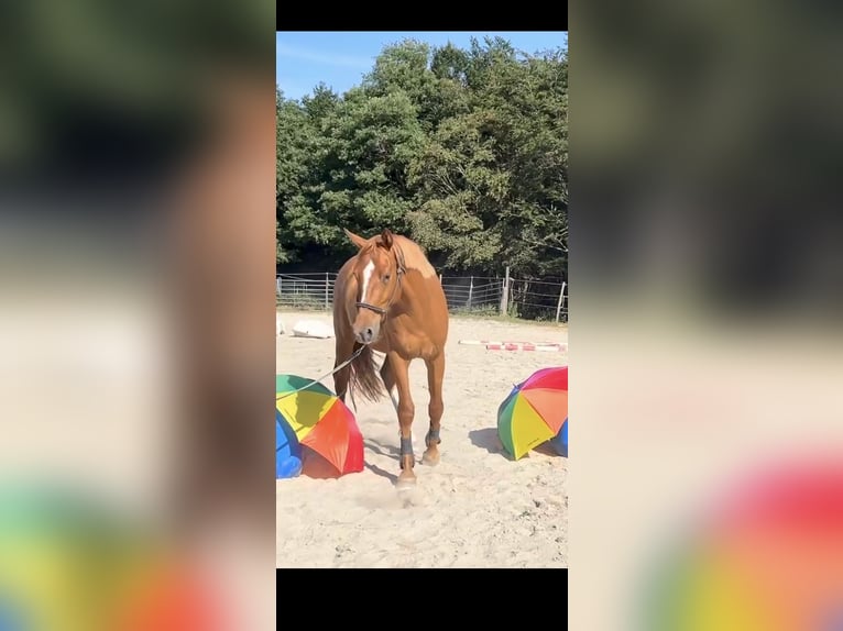 Selle Français Hongre 3 Ans 165 cm Alezan in Couiza